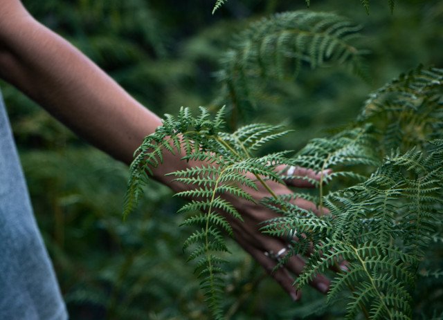 Banhos de floresta - Forest Bathing