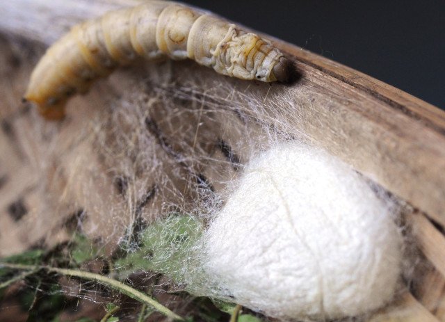 Sericicultura Criacao Bichos-de-Seda