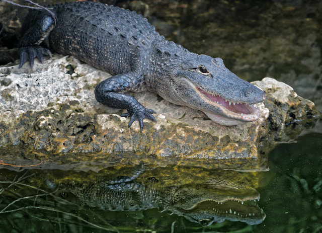 Caçador de crocodilos