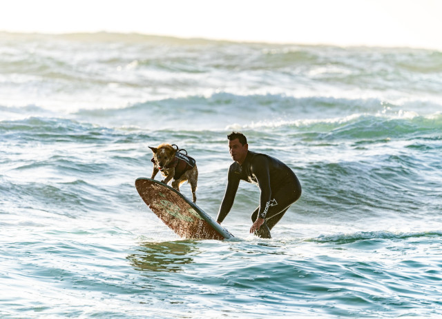 Instrutor de Surf para cães