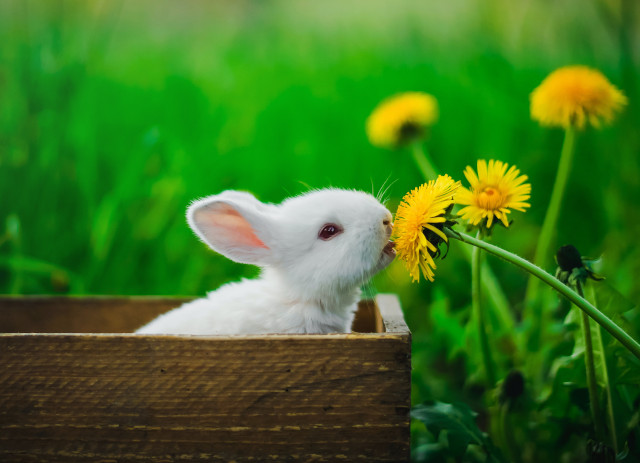 Criação de Coelhos , Cunicultura