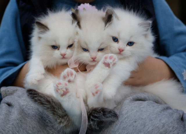 3 gatos brancos