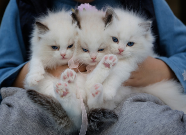 Profissoes para quem gosta de gatos